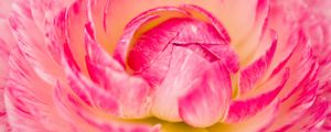Preview wallpaper flower, macro, petals, pink