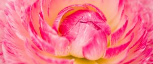 Preview wallpaper flower, macro, petals, pink