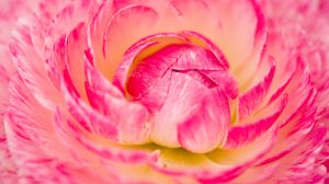Preview wallpaper flower, macro, petals, pink