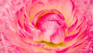 Preview wallpaper flower, macro, petals, pink