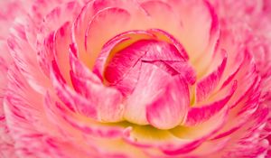 Preview wallpaper flower, macro, petals, pink