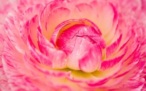 Preview wallpaper flower, macro, petals, pink