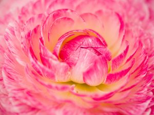 Preview wallpaper flower, macro, petals, pink
