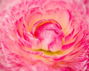 Preview wallpaper flower, macro, petals, pink