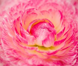 Preview wallpaper flower, macro, petals, pink