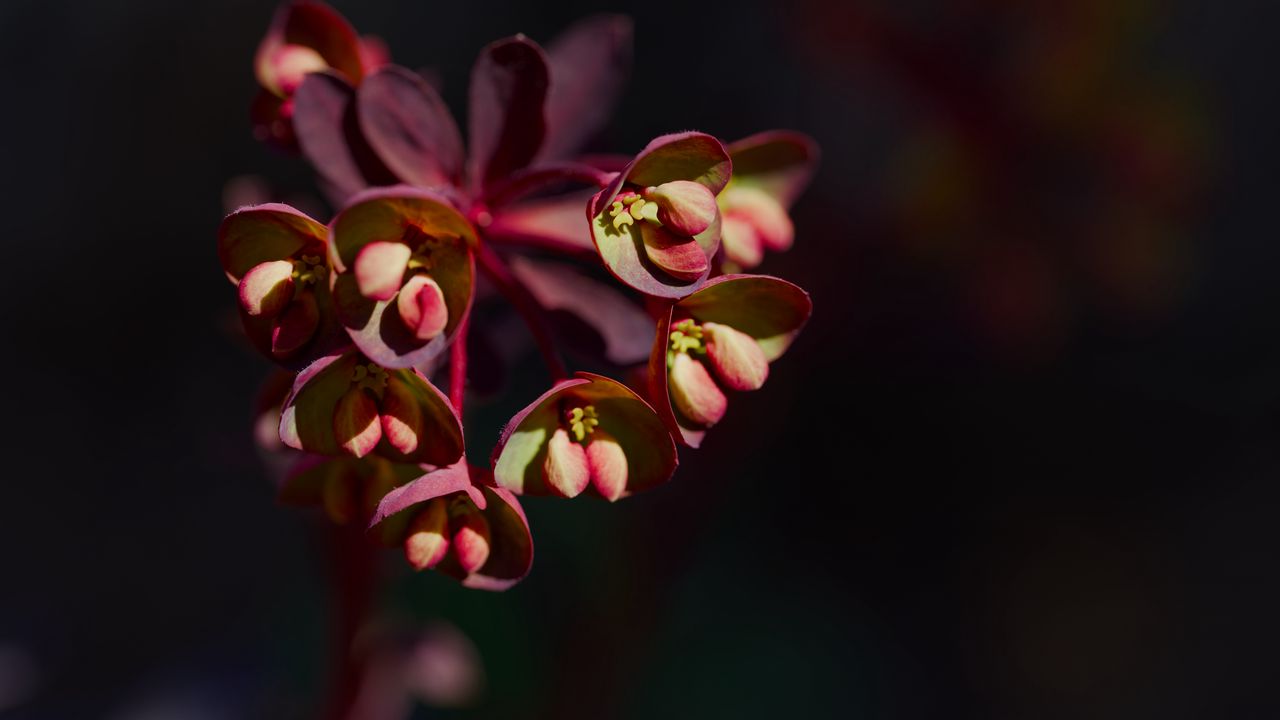 Wallpaper flower, macro, petals, plant, nature