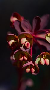 Preview wallpaper flower, macro, petals, plant, nature