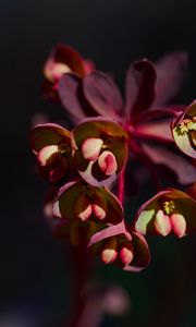 Preview wallpaper flower, macro, petals, plant, nature