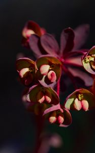 Preview wallpaper flower, macro, petals, plant, nature