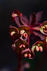 Preview wallpaper flower, macro, petals, plant, nature
