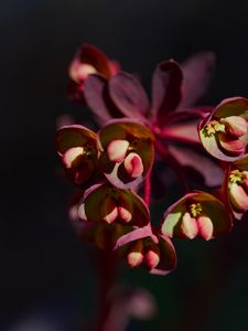 Preview wallpaper flower, macro, petals, plant, nature