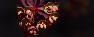 Preview wallpaper flower, macro, petals, plant, nature