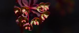 Preview wallpaper flower, macro, petals, plant, nature