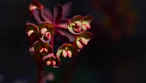 Preview wallpaper flower, macro, petals, plant, nature