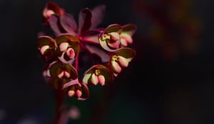 Preview wallpaper flower, macro, petals, plant, nature