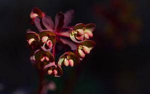 Preview wallpaper flower, macro, petals, plant, nature