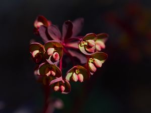 Preview wallpaper flower, macro, petals, plant, nature
