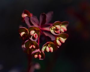Preview wallpaper flower, macro, petals, plant, nature