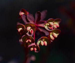 Preview wallpaper flower, macro, petals, plant, nature