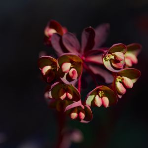 Preview wallpaper flower, macro, petals, plant, nature
