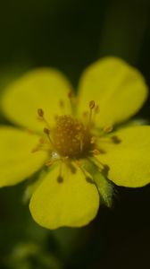 Preview wallpaper flower, macro, petals, stamens, plant