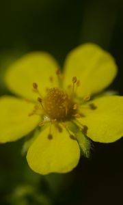 Preview wallpaper flower, macro, petals, stamens, plant
