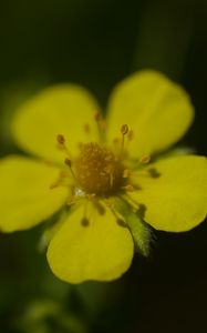 Preview wallpaper flower, macro, petals, stamens, plant