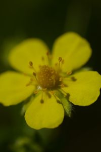 Preview wallpaper flower, macro, petals, stamens, plant