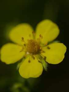Preview wallpaper flower, macro, petals, stamens, plant