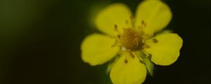 Preview wallpaper flower, macro, petals, stamens, plant