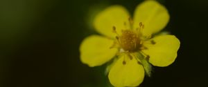 Preview wallpaper flower, macro, petals, stamens, plant