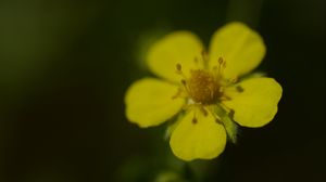 Preview wallpaper flower, macro, petals, stamens, plant