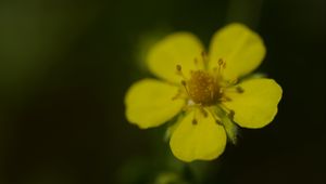 Preview wallpaper flower, macro, petals, stamens, plant
