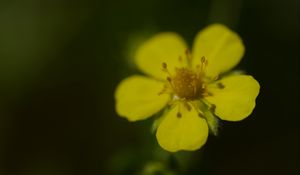Preview wallpaper flower, macro, petals, stamens, plant