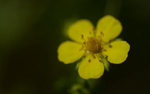 Preview wallpaper flower, macro, petals, stamens, plant