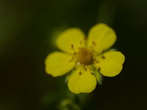 Preview wallpaper flower, macro, petals, stamens, plant
