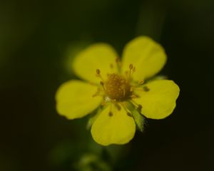 Preview wallpaper flower, macro, petals, stamens, plant