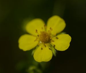 Preview wallpaper flower, macro, petals, stamens, plant