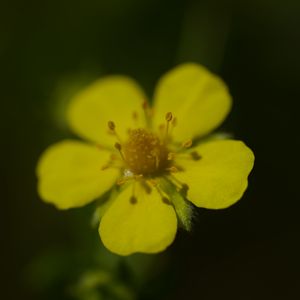 Preview wallpaper flower, macro, petals, stamens, plant