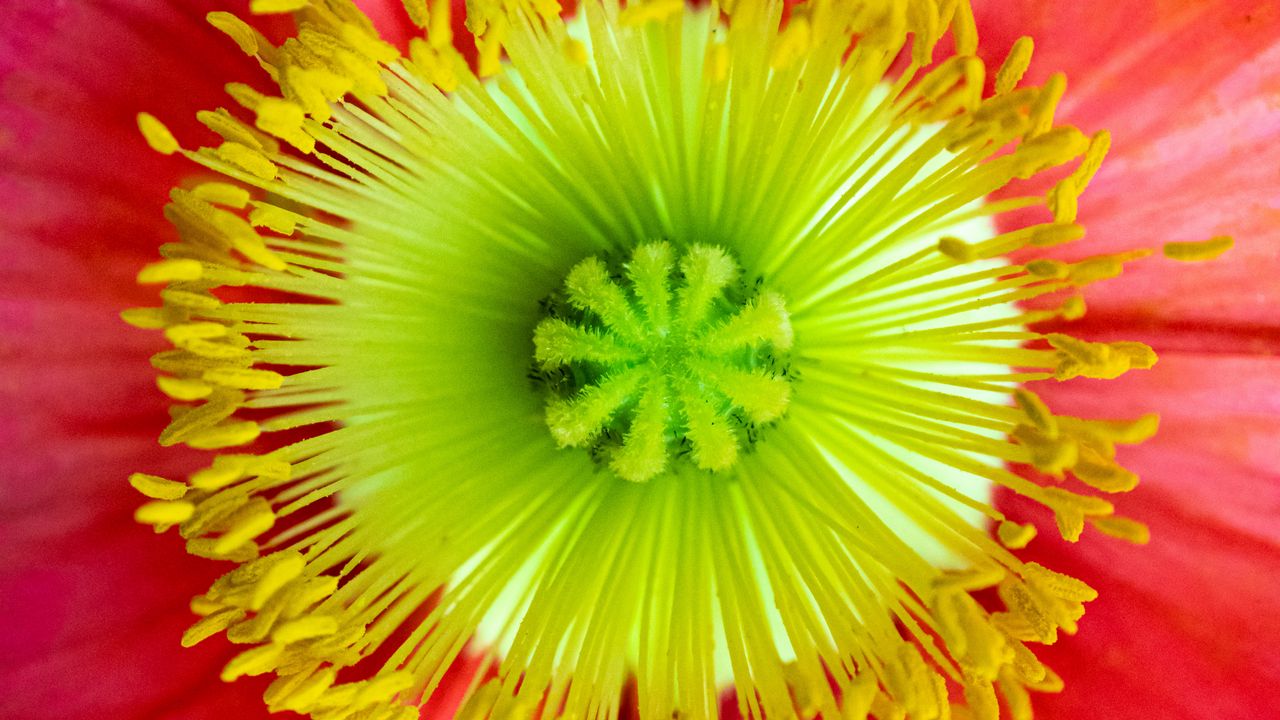 Wallpaper flower, macro, petals, bloom