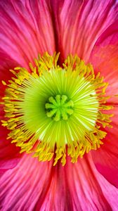 Preview wallpaper flower, macro, petals, bloom