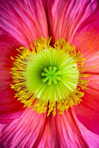 Preview wallpaper flower, macro, petals, bloom