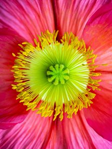 Preview wallpaper flower, macro, petals, bloom