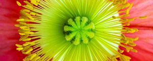 Preview wallpaper flower, macro, petals, bloom