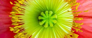 Preview wallpaper flower, macro, petals, bloom