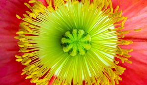 Preview wallpaper flower, macro, petals, bloom