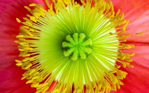 Preview wallpaper flower, macro, petals, bloom