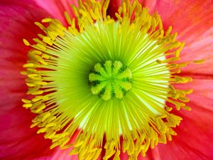 Preview wallpaper flower, macro, petals, bloom