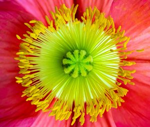 Preview wallpaper flower, macro, petals, bloom
