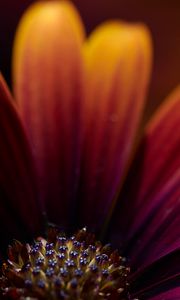 Preview wallpaper flower, macro, petals, focus